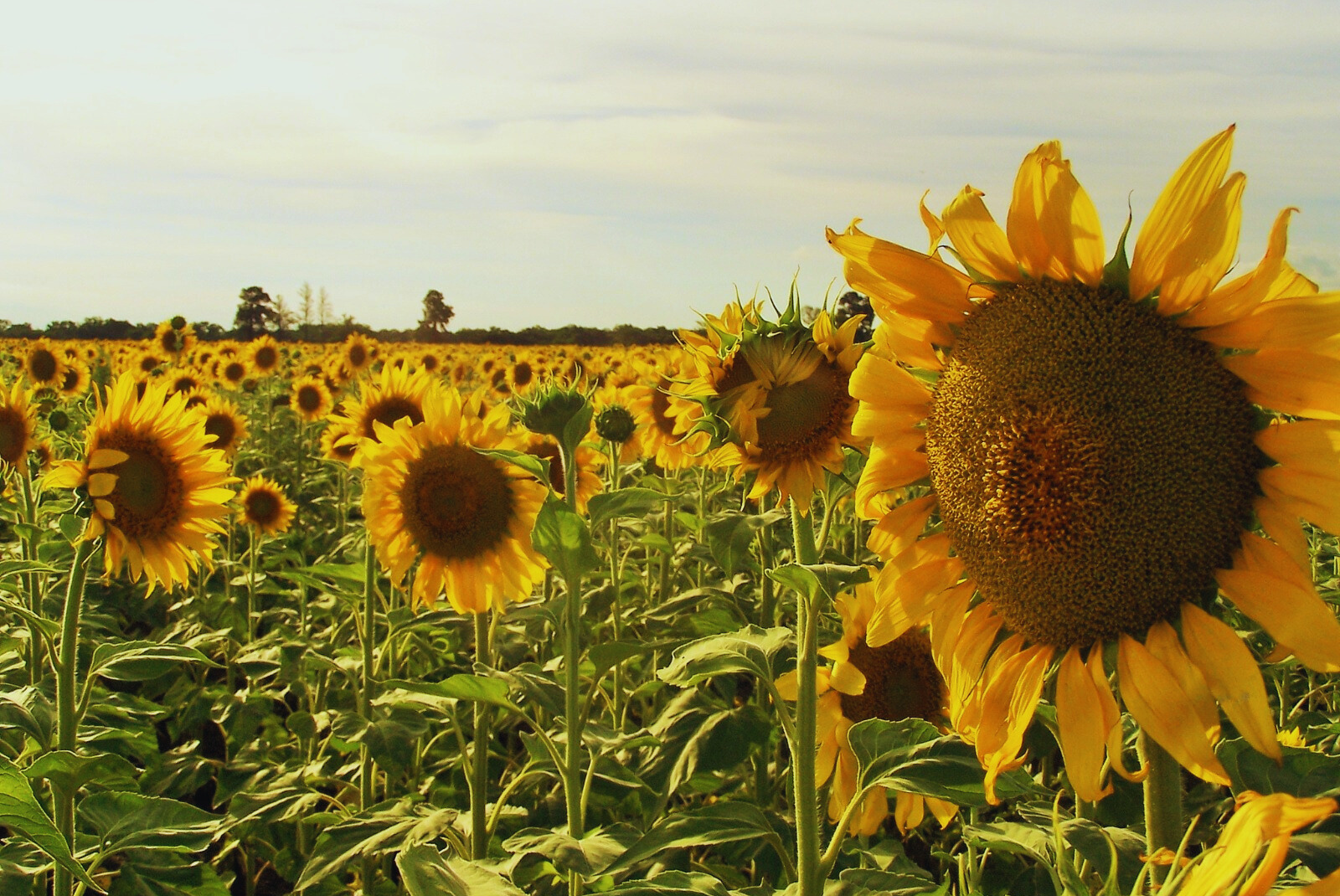 Campos de girasol para aceite de mesa
