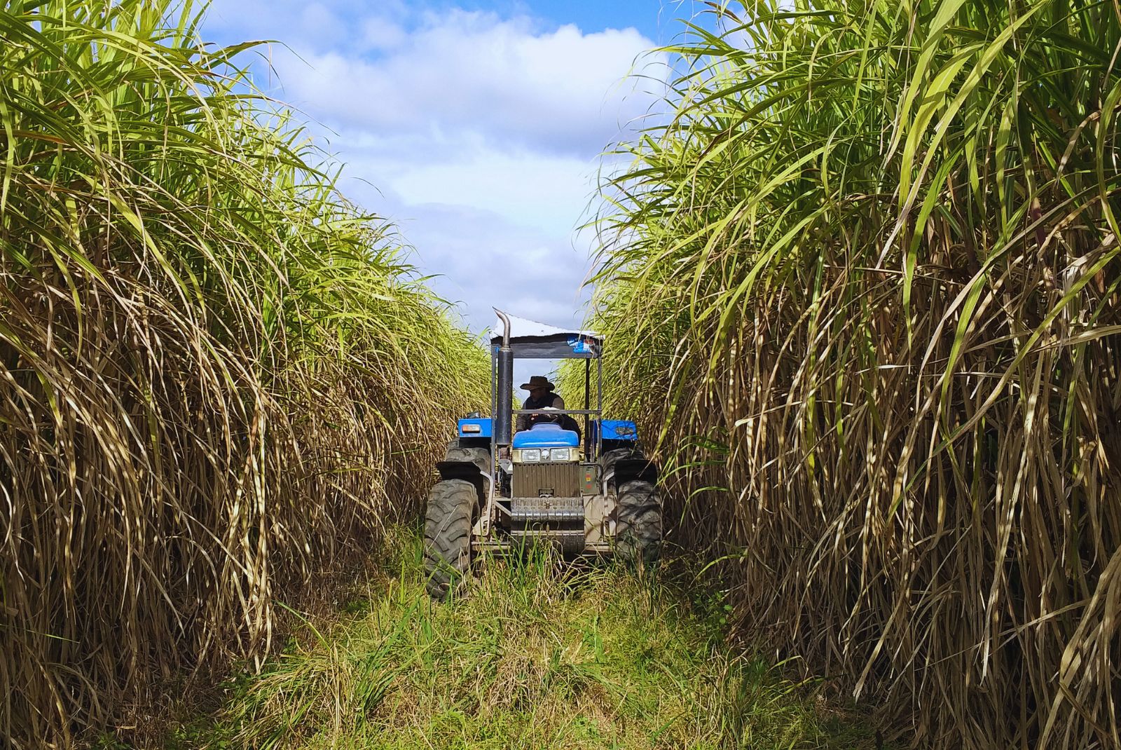 Plantación de caña de azúcar de Productos Argentosa
